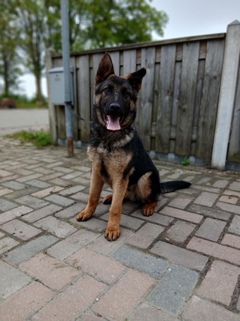 Duitse herder, Dieren en Toebehoren, Parvo, 15 weken tot 1 jaar, Reu, Eén hond