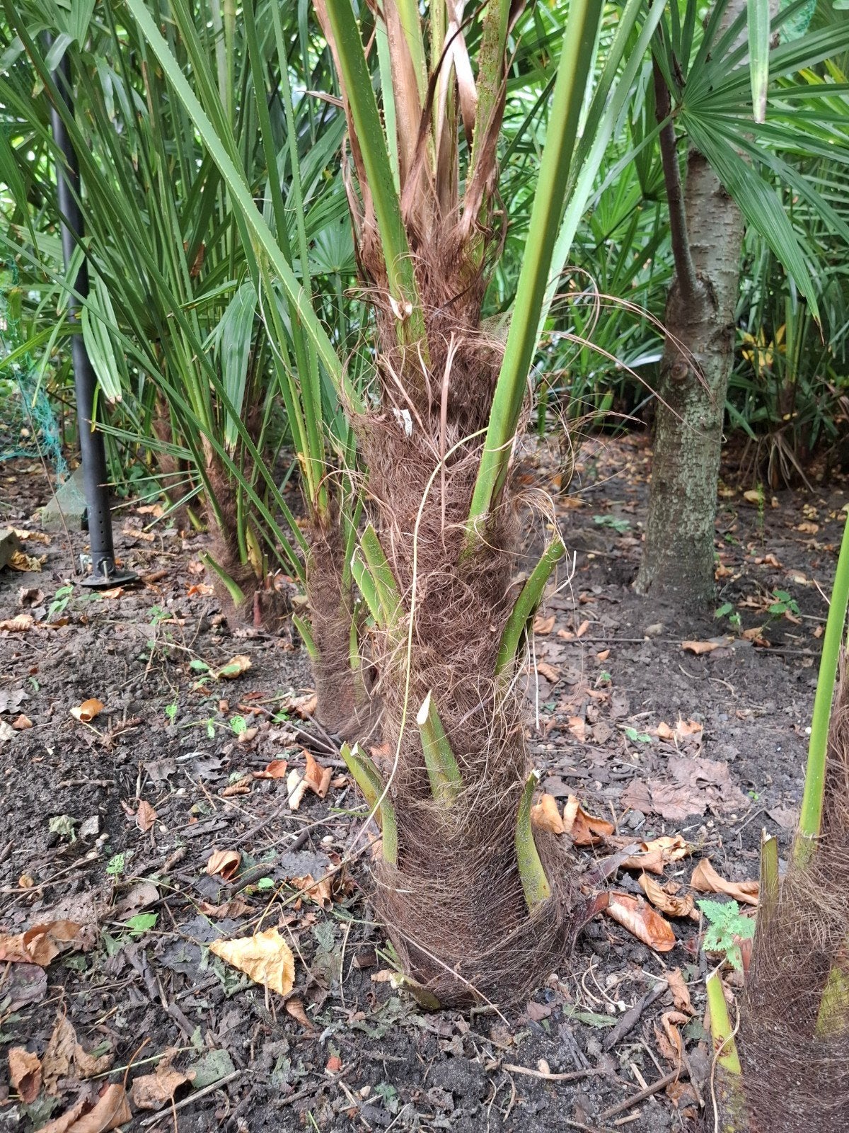 palmboom winterhard, 100 tot 250 cm, Zomer, Palmboom, Ophalen
