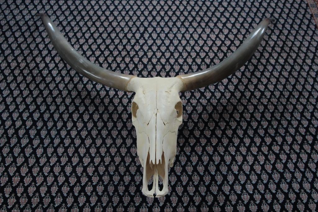  Decoratieve Texas Longhorn-schedel, Ophalen