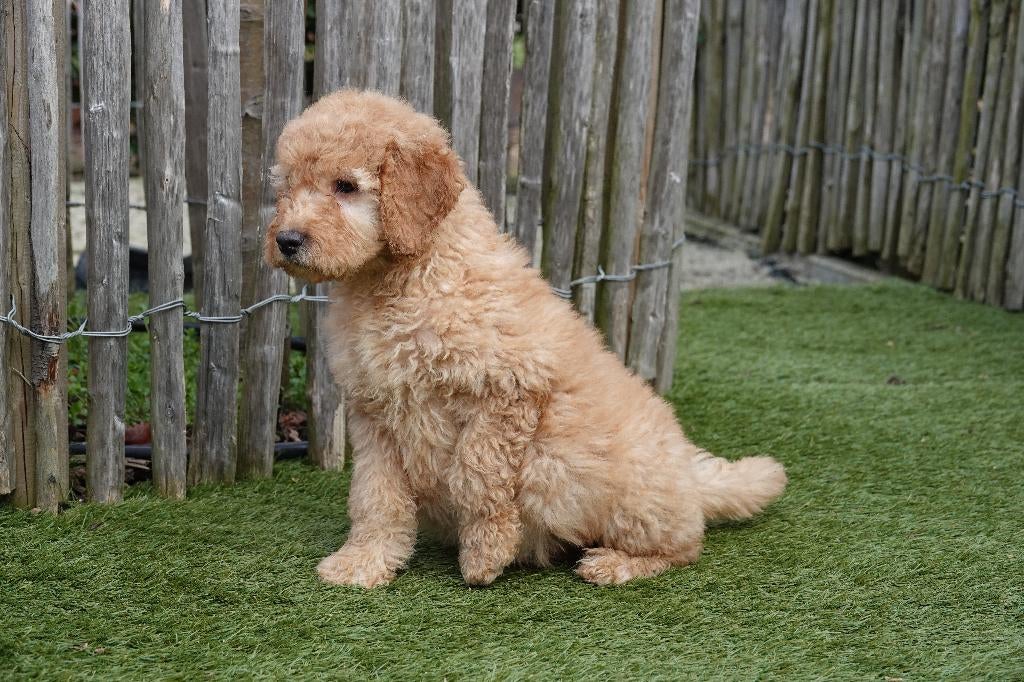 Medium Labradoodle pups (geteste ouders), Parvo, België, 15 weken tot 1 jaar, Overige rassen