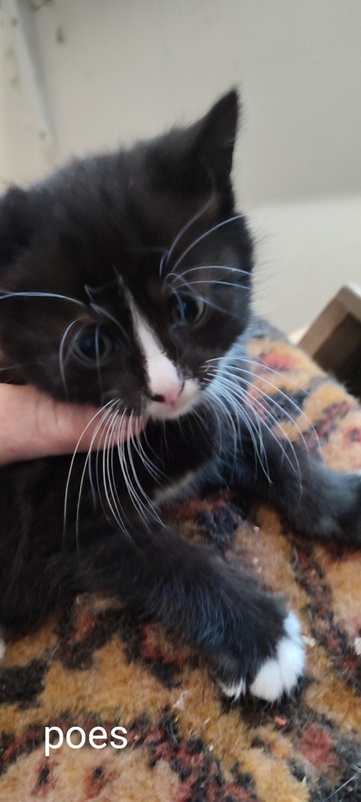 Boerderij kittens, Meerdere dieren
