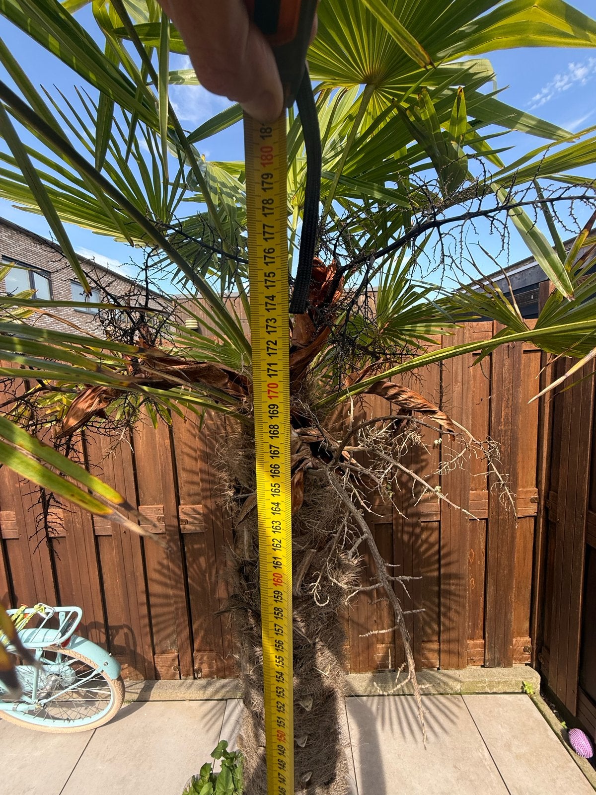 Trachycarpus Fortunei - Winterharde Palmboom (170cm), Tuin en Terras, Volle zon, Vaste plant, Bloeit niet, Ophalen