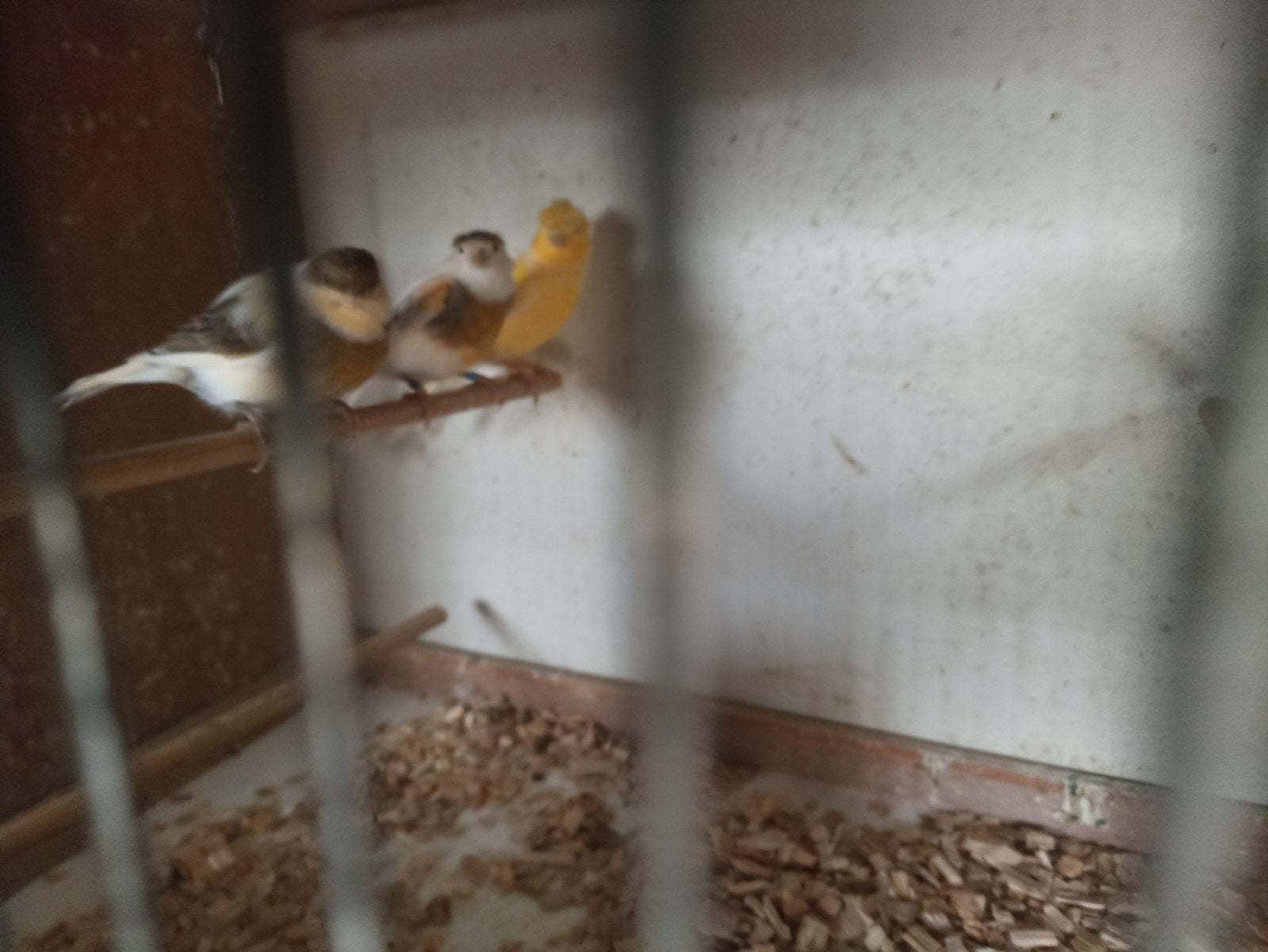 kanaries harlekijn kanaries, Dieren en Toebehoren, Meerdere dieren, Kleurkanarie