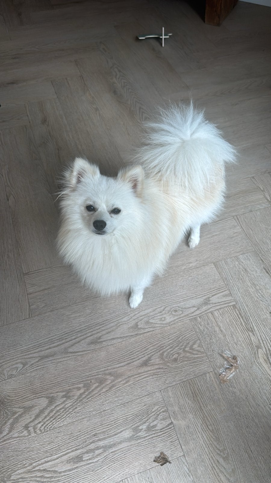 Pomski reu, 1 tot 2 jaar, Eén hond, CDV (hondenziekte), Nederland