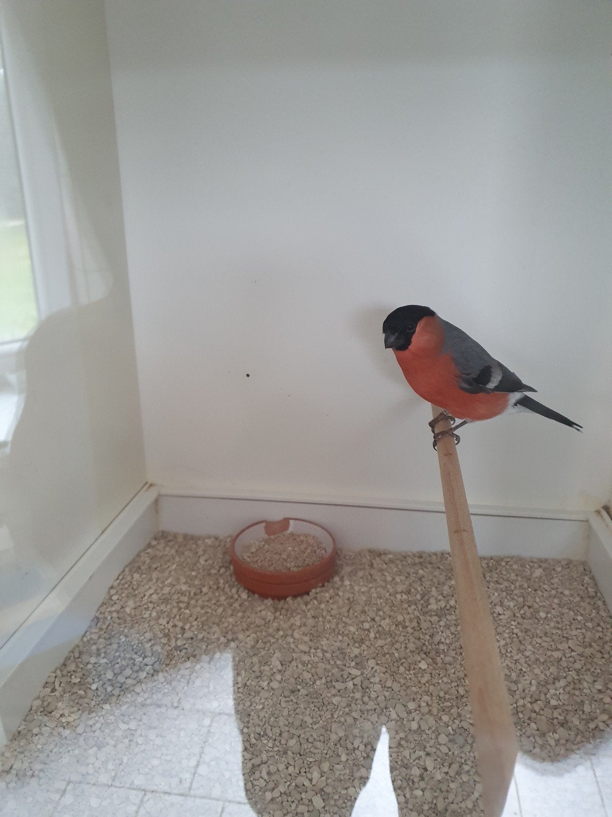 Goudvink Man, Dieren en Toebehoren