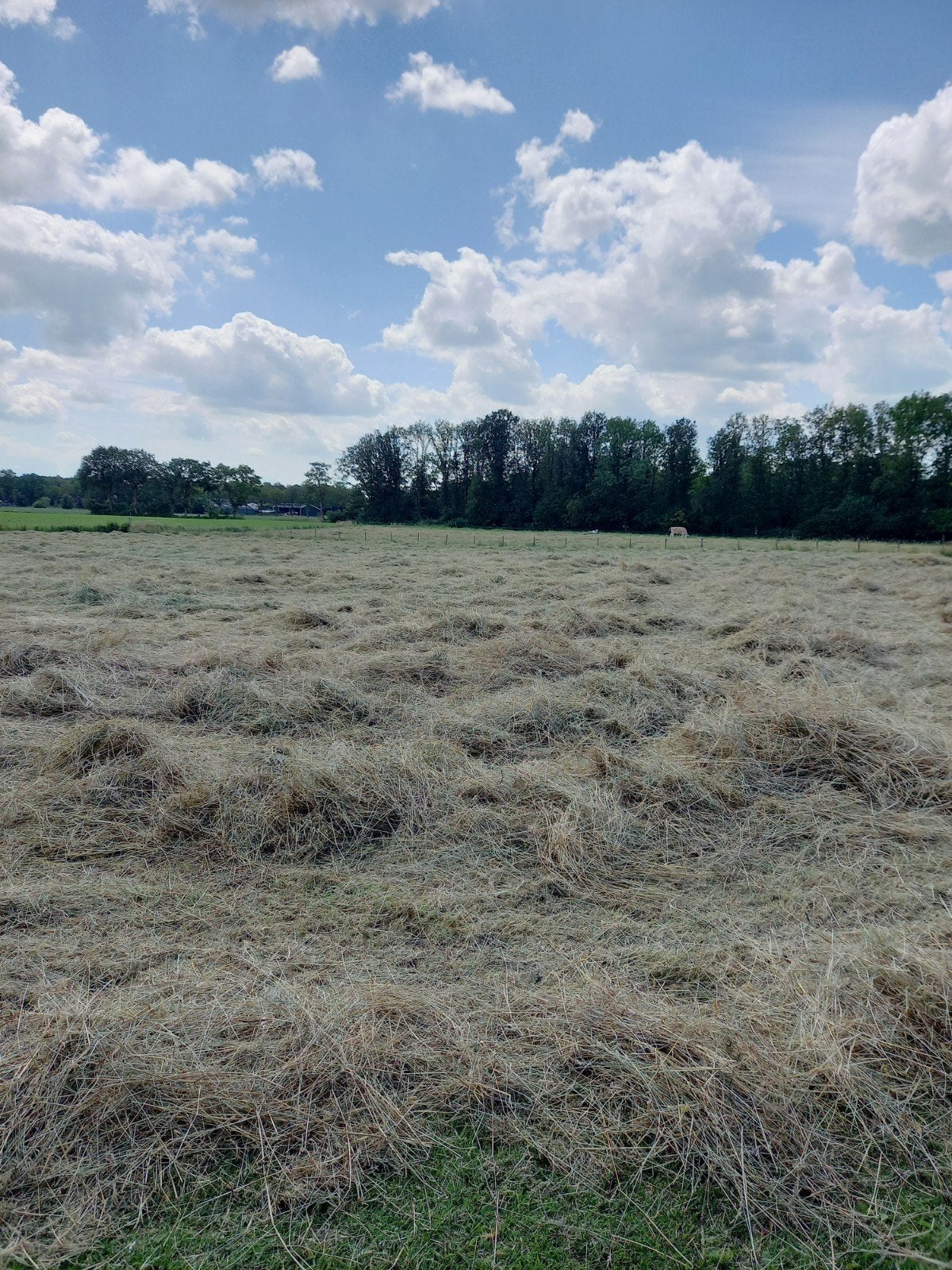 kleine hooi baaltjes.2e snee van licht bemest land., Dieren en Toebehoren, Dierenvoeding, Ophalen, Vee