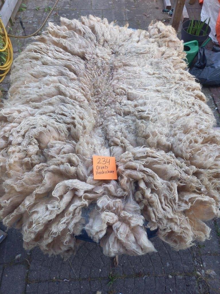 nr 234 Geschoren vacht van een Drents Heideschaap, Ophalen of Verzenden, Nieuw