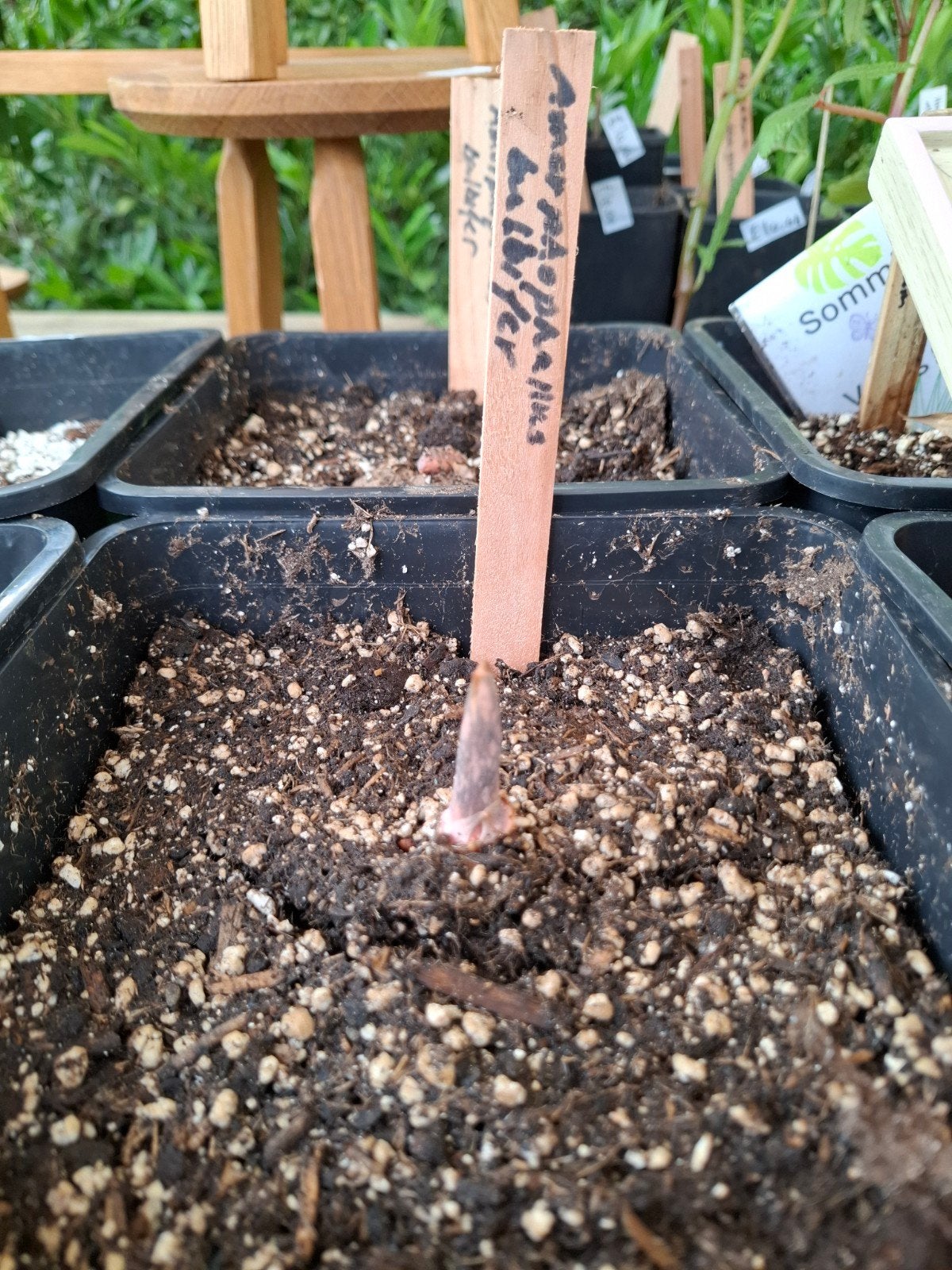 Amorphophallus bulbifer., Ophalen of Verzenden, Overige soorten, Volle zon