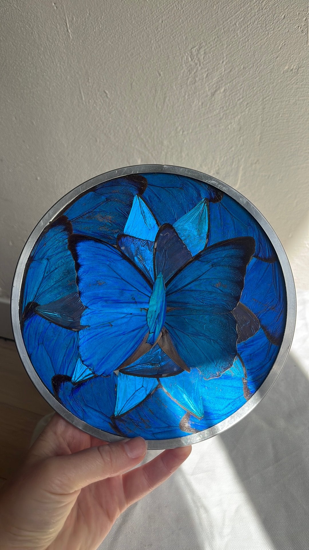 Sierbordje vlindervleugels Morpho, Ophalen