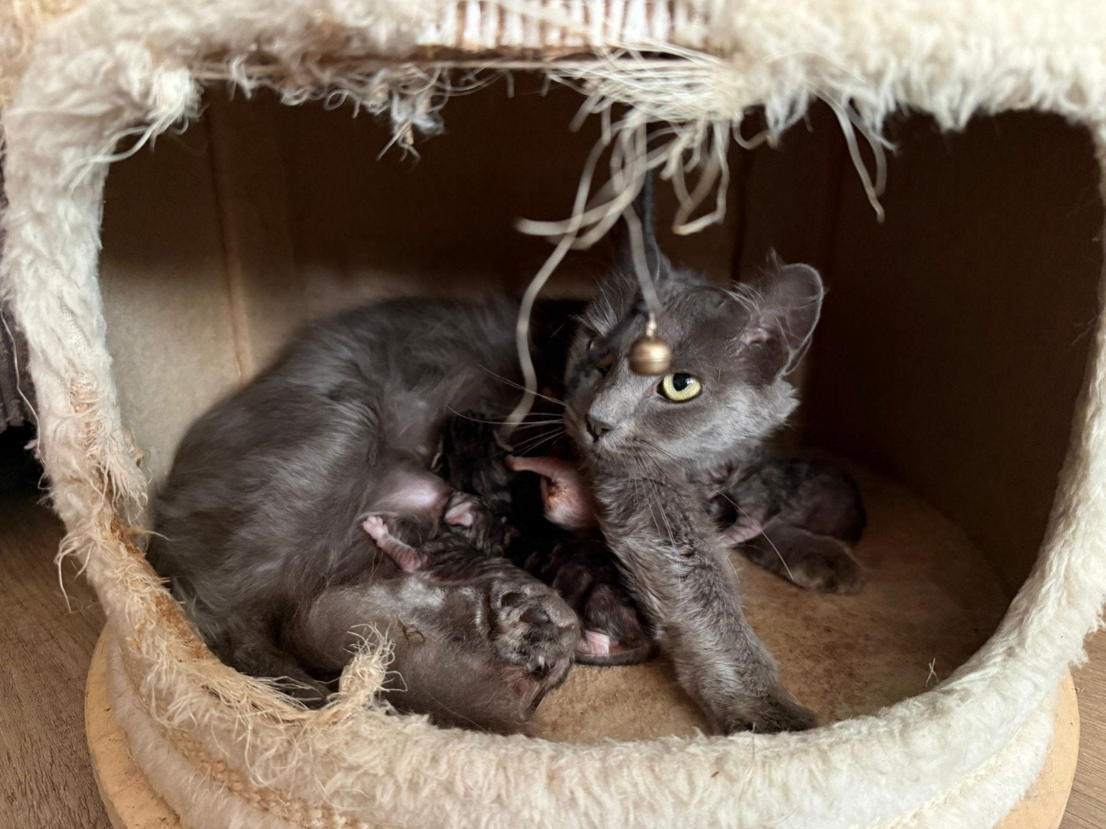 Ongelooflijk mooie en lieve sociale kittens, Meerdere dieren, 0 tot 2 jaar