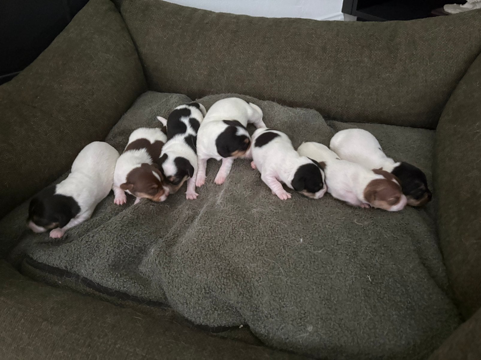 7 jack russel pupjes zoeken een warme thuis, Dieren en Toebehoren, Honden | Jack Russells en Terriërs, België, Particulier, 8 tot 15 weken