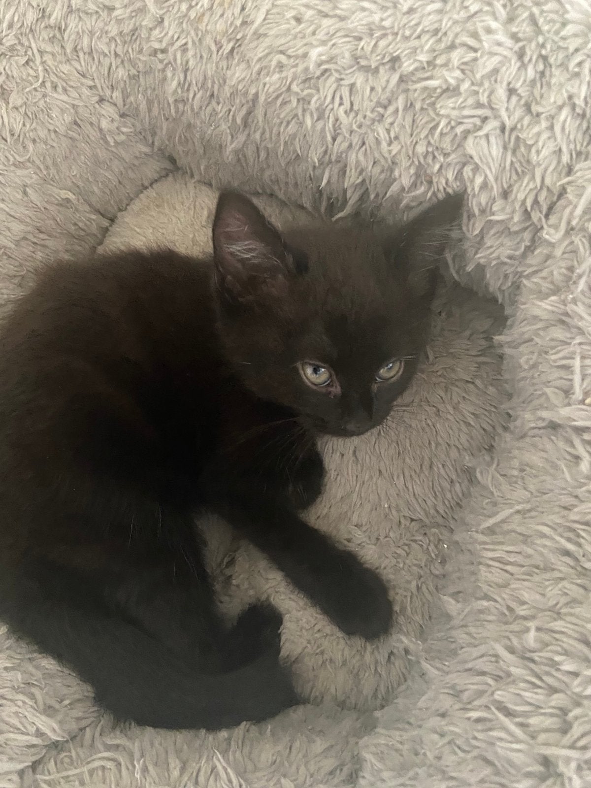 2 mooie tabby kittens, Meerdere dieren