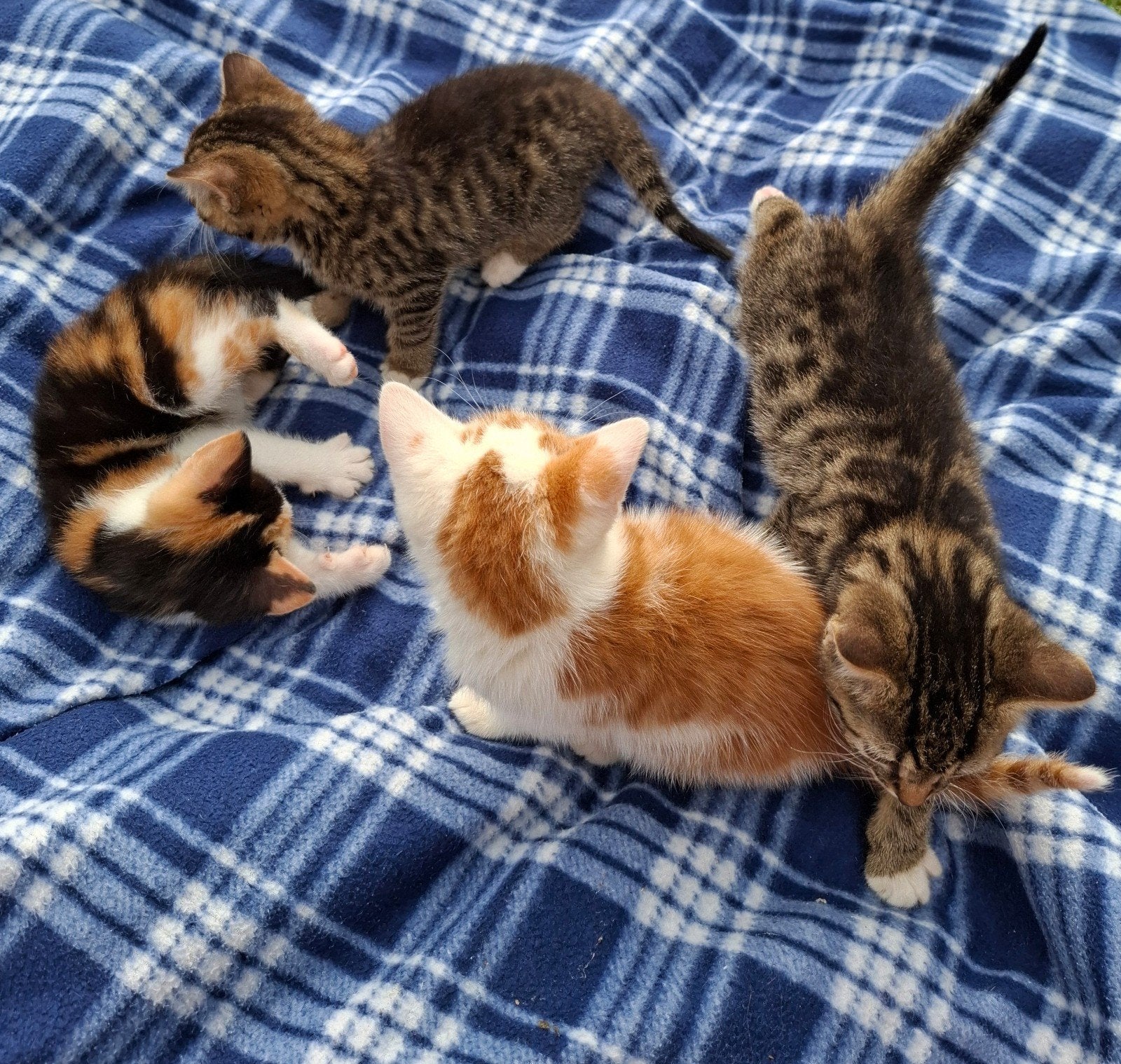 Nog 4 kittens te koop. Katers en poesjes, Dieren en Toebehoren, Katten en Kittens | Overige Katten, Meerdere dieren, Kortharig