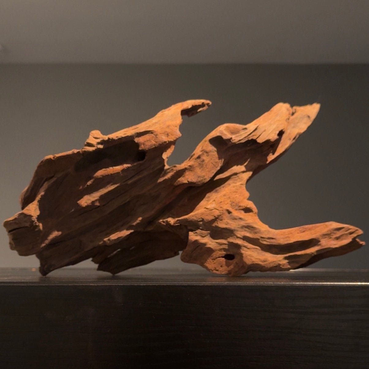 Uniek stuk Kienhout / Spiderwood / Driftwood, Hout Decoratie, Dieren en Toebehoren, Ophalen of Verzenden, Plant(en), Steen of Hout