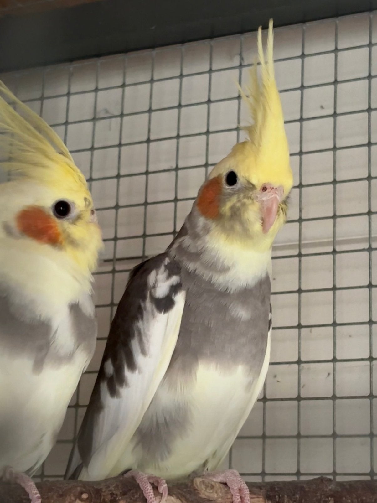 Te koop jonge valkparkieten, Dieren en Toebehoren, Parkiet, Geringd