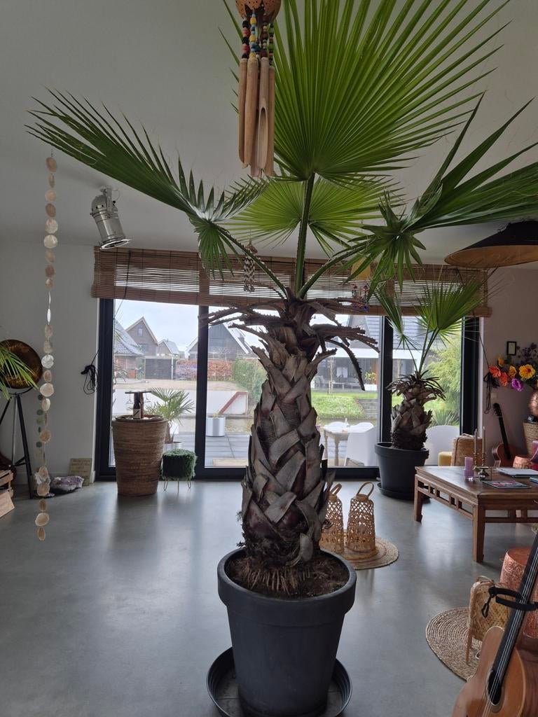 Mooie palmboom, Tuin en Terras, Planten | Bomen, 100 tot 250 cm, Zomer, Palmboom, Ophalen