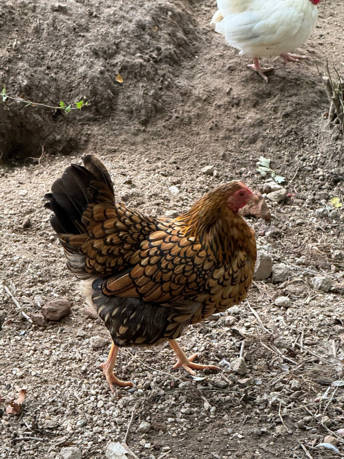Diverse kippen (€10,- per stuk) en hanen (2,50 per stuk)., Dieren en Toebehoren, Meerdere dieren, Kip