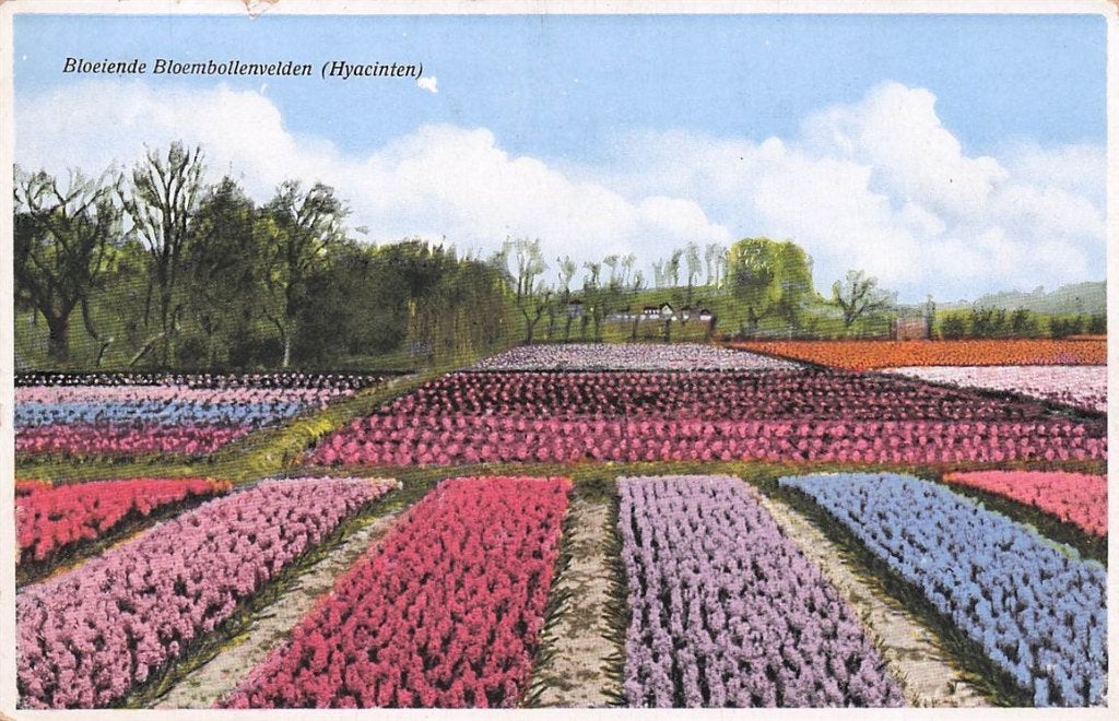 703-451-033 Bloeiende Bloembollenvelden (Hyacinten), Verzenden, Voor 1920, Noord-Holland