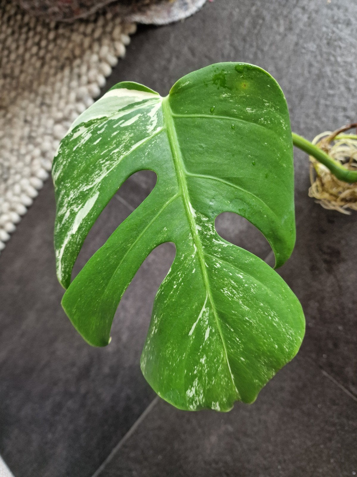 monstera variegata Albo kopstek. zeer goed geworteld, Ophalen of Verzenden, Halfschaduw, Minder dan 100 cm