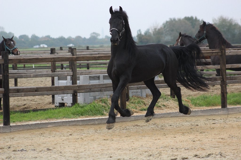 Drachtige Friese merrie, Merrie, Dressuurpaard, Zadelmak, 3 tot 6 jaar
