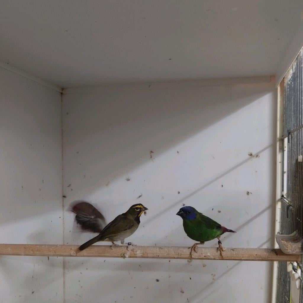 Grote cubavink, Dieren en Toebehoren, Mannelijk, Geringd