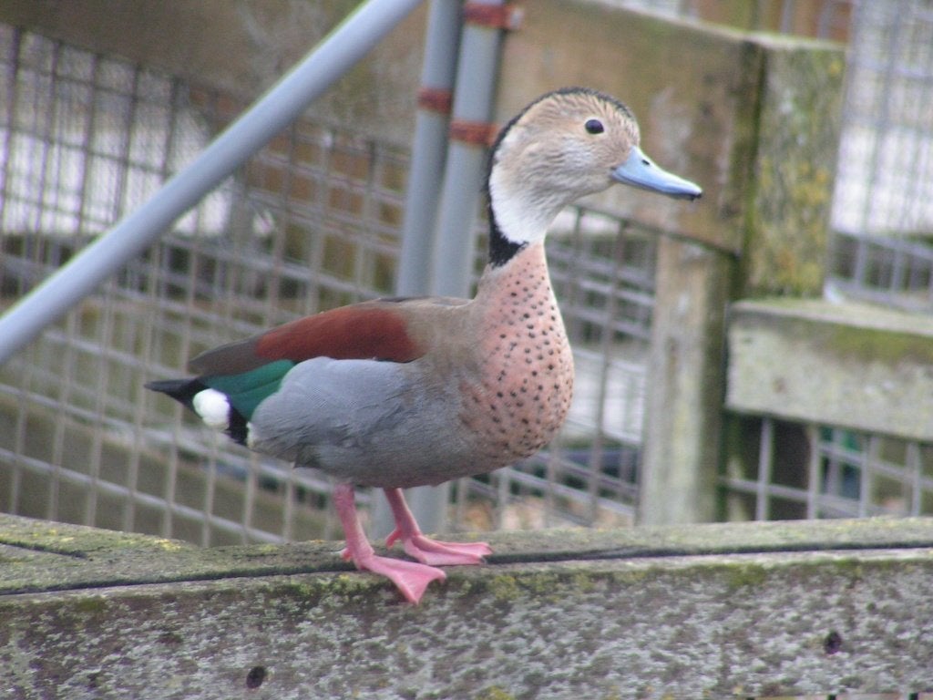 Roodschoudertaling | Siereenden | Deskundig advies, Dieren en Toebehoren, Meerdere dieren, Eend