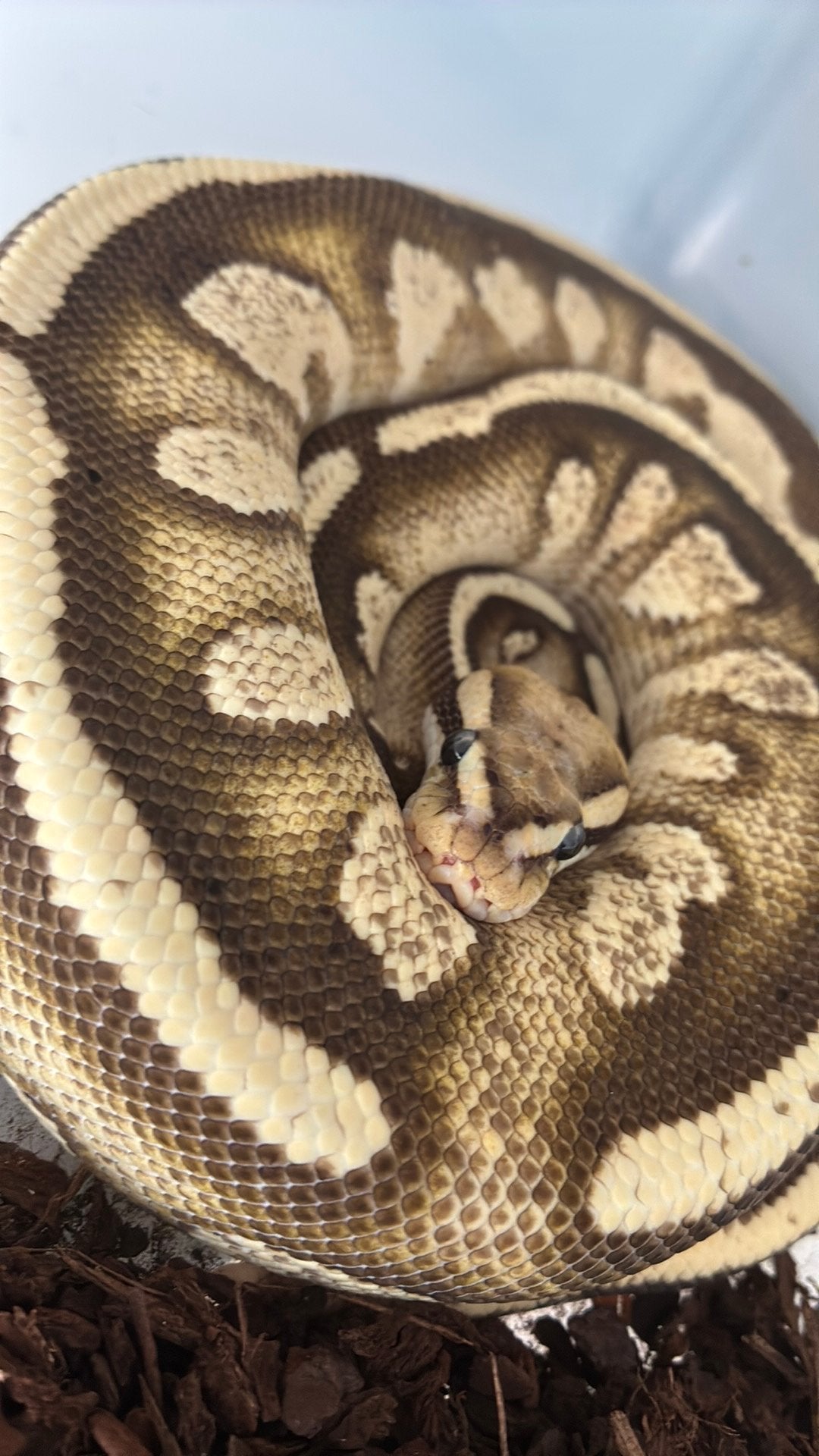 Ball python Ball Python photo 2