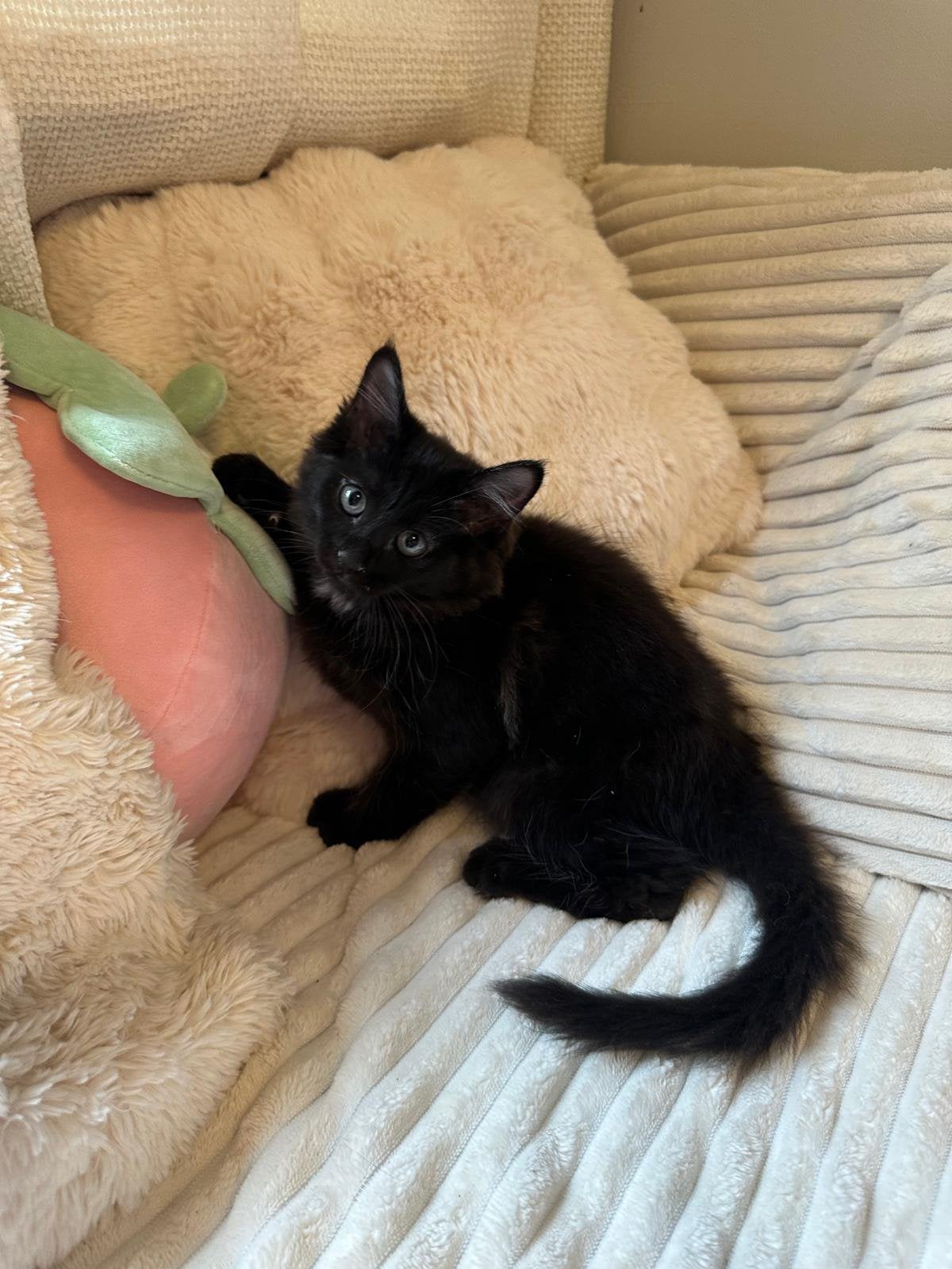 3 langharige mainecoon X birmaan kittens, Dieren en Toebehoren, Meerdere dieren, Ontwormd, 0 tot 2 jaar