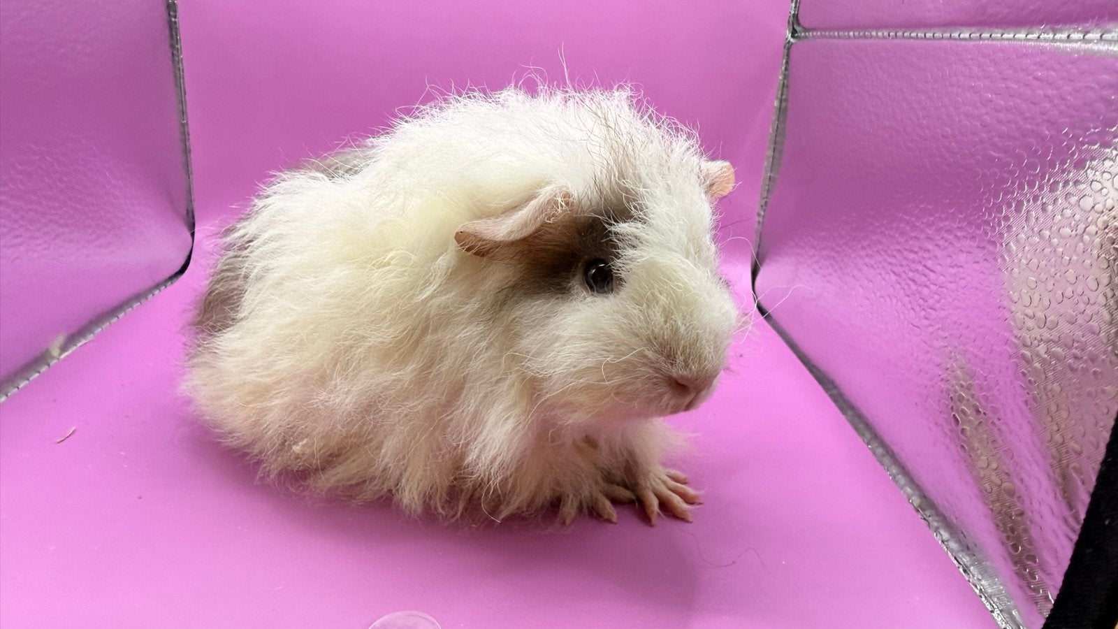 Cavia Texel zeug Havana en wit, Cavia, Augustus, Vrouwelijk, Tam
