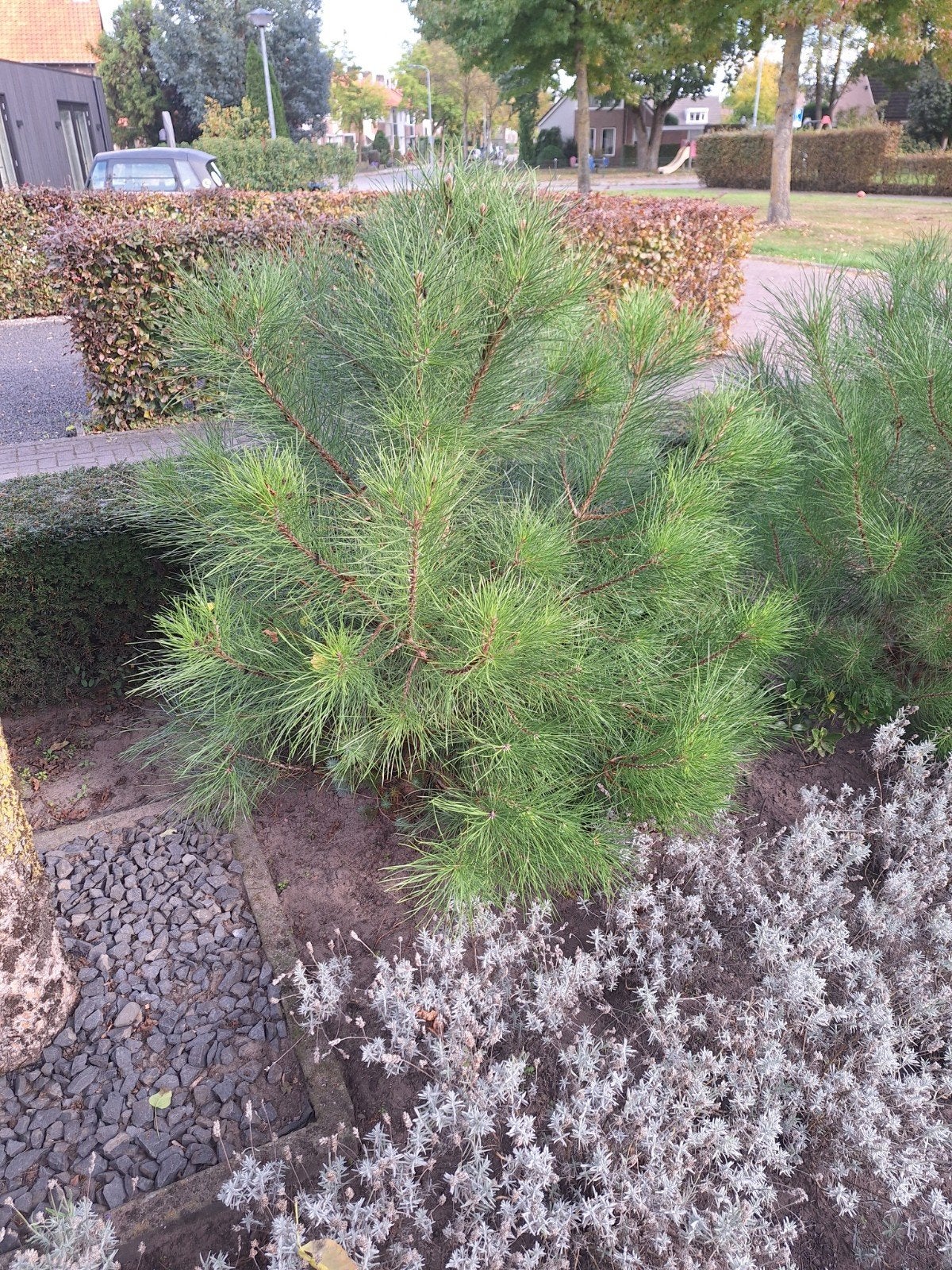 2x Groenblijvende dennenboom - Ideaal voor elke tuin, Tuin en Terras, Bloeit niet, Overige soorten, 100 tot 250 cm, Ophalen