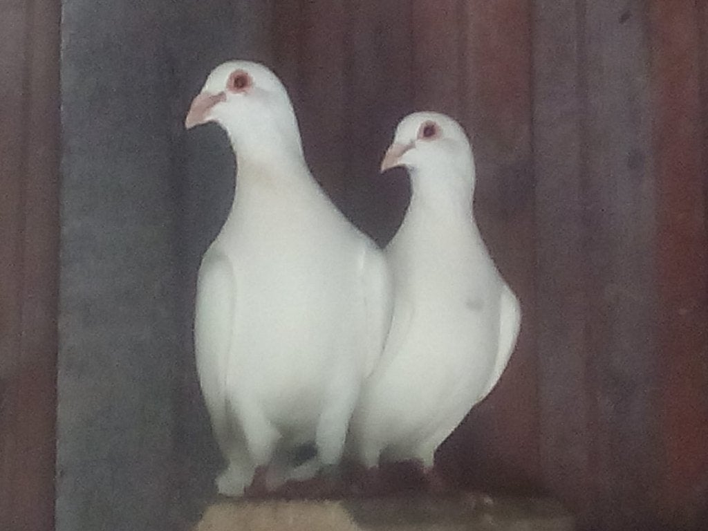 witte duiven, Meerdere dieren, Overige soorten