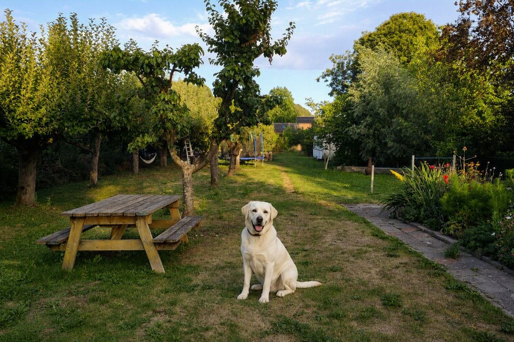 Gezocht hond voor gezin met ruime tuin, Dieren en Toebehoren, Overige rassen, Geslacht onbekend, Eén hond, 3 tot 5 jaar