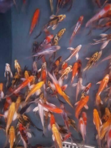 Import HQ Butterfly koi / Vlinderkoi 8 / 12 cm Koidreams, Dieren en Toebehoren, Vissen | Vijvervissen, Karper of Koi