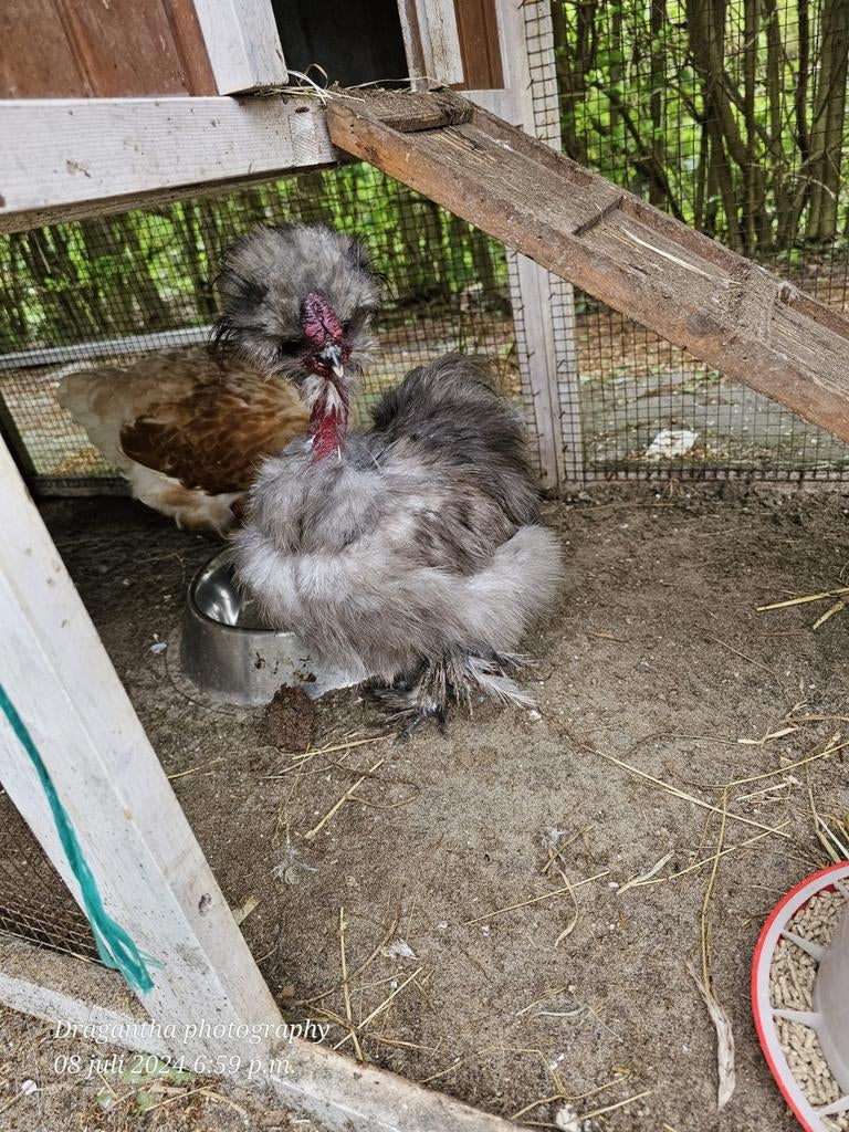 Haan kaal nek x zijdehoen mr handsome, Dieren en Toebehoren, Mannelijk, Kip