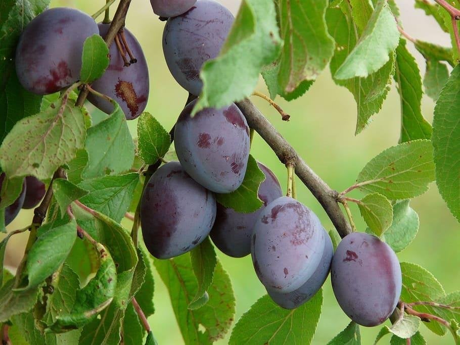 Opal Pruim fruitbomen in 3 afmetingen