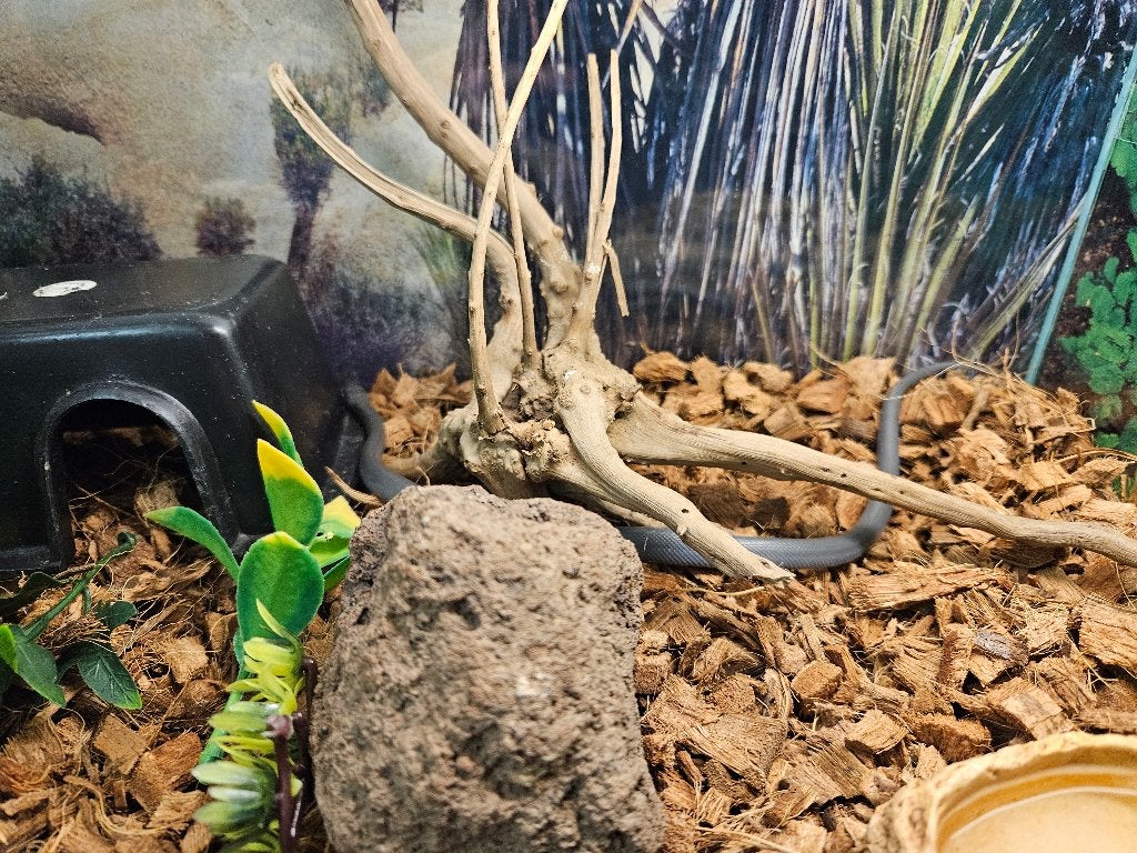 Lamprophis olivaceus Afrikaanse huisslang, Slang, 0 tot 2 jaar