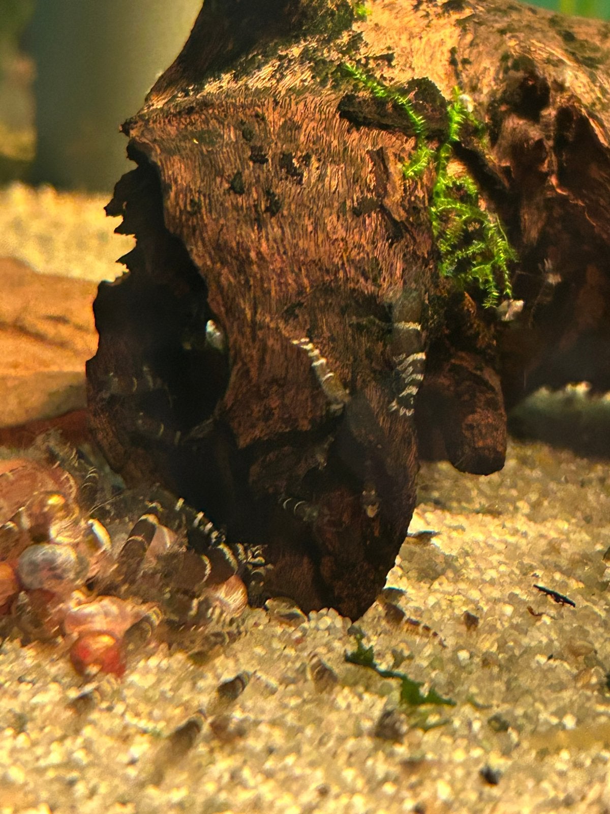 Leuke bleu bee garnalen op kraanwater, Kreeft, Krab of Garnaal