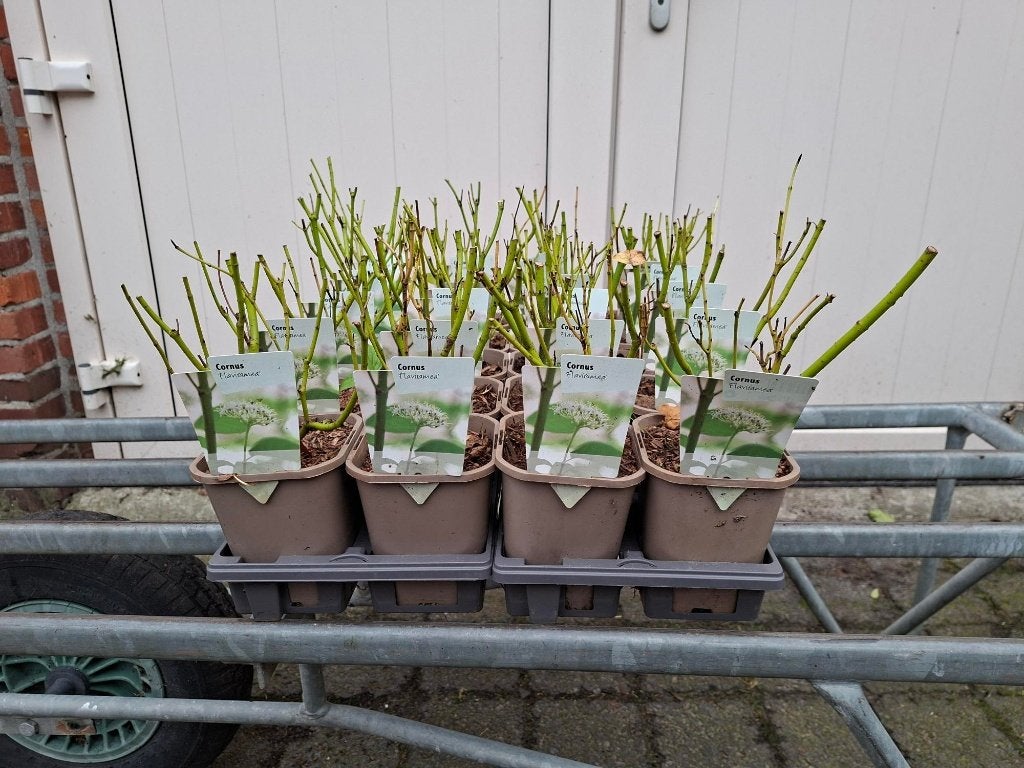 Mooie Cornus 'Flaviramea' (Kornoelje) in pot!, Ophalen, Overige soorten, 100 tot 250 cm