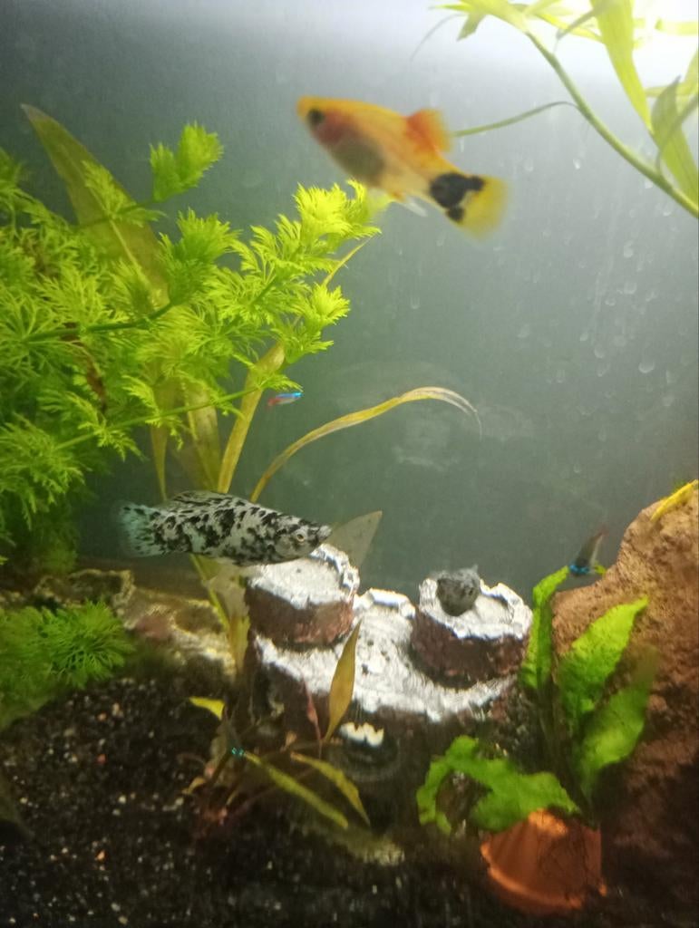 Heeft er iemand in Wijchen Molly's over gratis, Dieren en Toebehoren, Vissen | Aquariumvissen, Vis