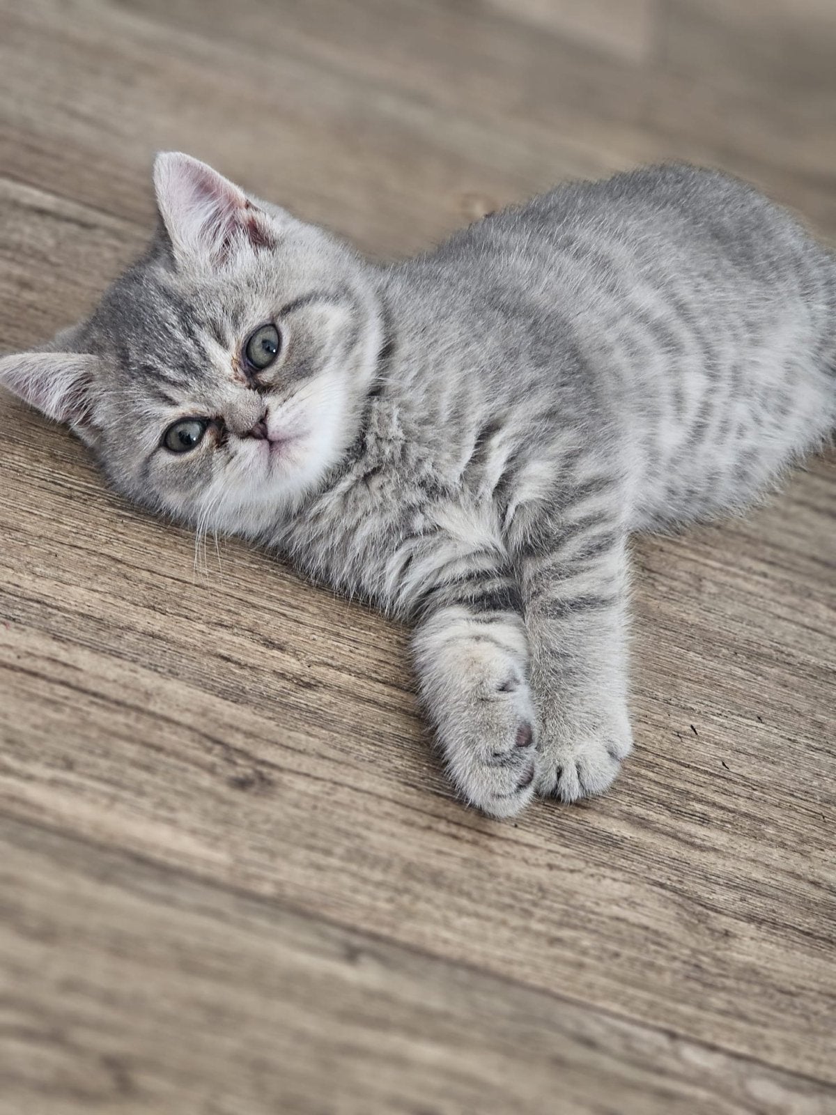 Grijze kater  & Zwarte poes, Dieren en Toebehoren, Katten en Kittens | Raskatten | Korthaar, Kater