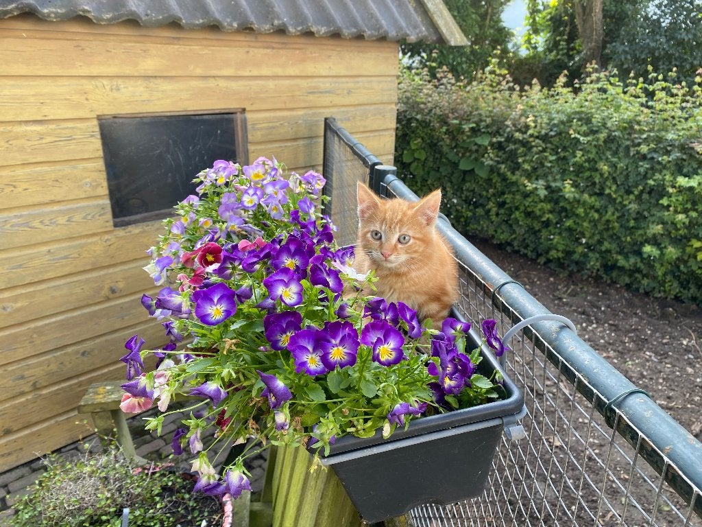 Jonge poesjes, Kater, Kortharig, 0 tot 2 jaar