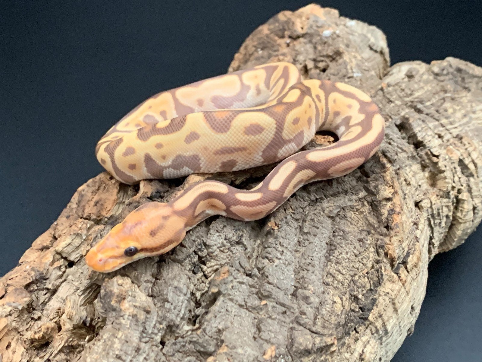 0.1 coral glow leopard red Stripe het clown python regius Ball Python photo 2