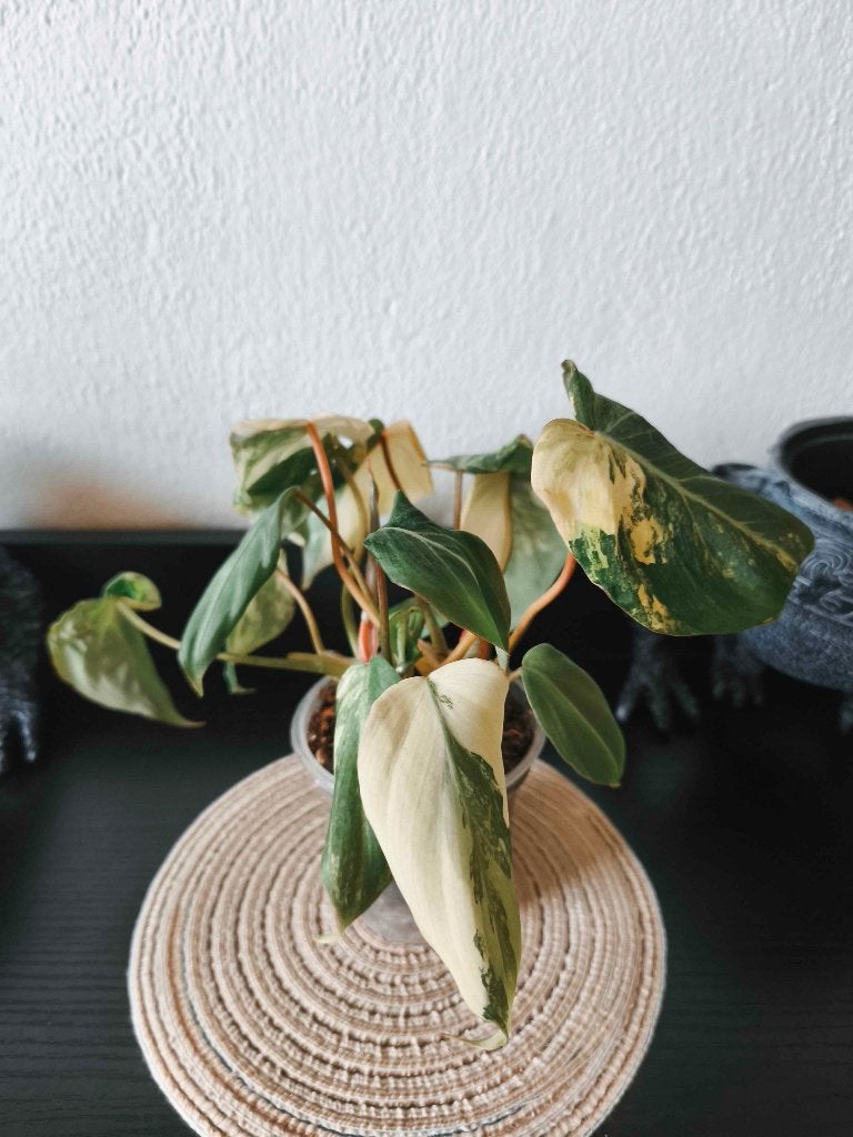 Philodendron Gloriosum Variegated, Overige soorten, Minder dan 100 cm, Groene kamerplant, Halfschaduw