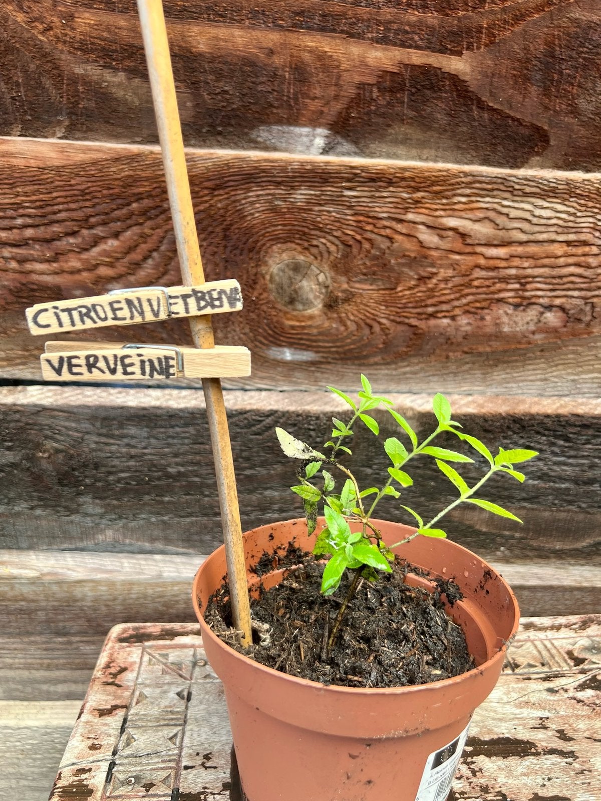 VERVEINE CITROENVERBENA uit Biologische tuin IJsthee, Tuin en Terras, Ophalen, Volle zon, Vaste plant, Bloeit niet