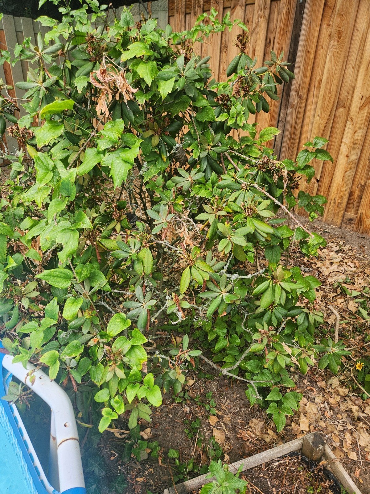 Grote roze Rhododendron - ca. 1 meter hoog, Overige soorten, Vaste plant, Ophalen of Verzenden, Halfschaduw