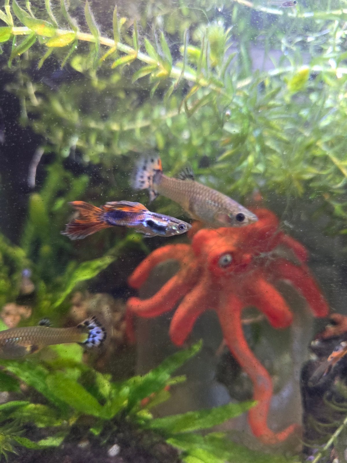 Gratis vrouwen guppies, Dieren en Toebehoren, Vis, Zoetwatervis, Schoolvis