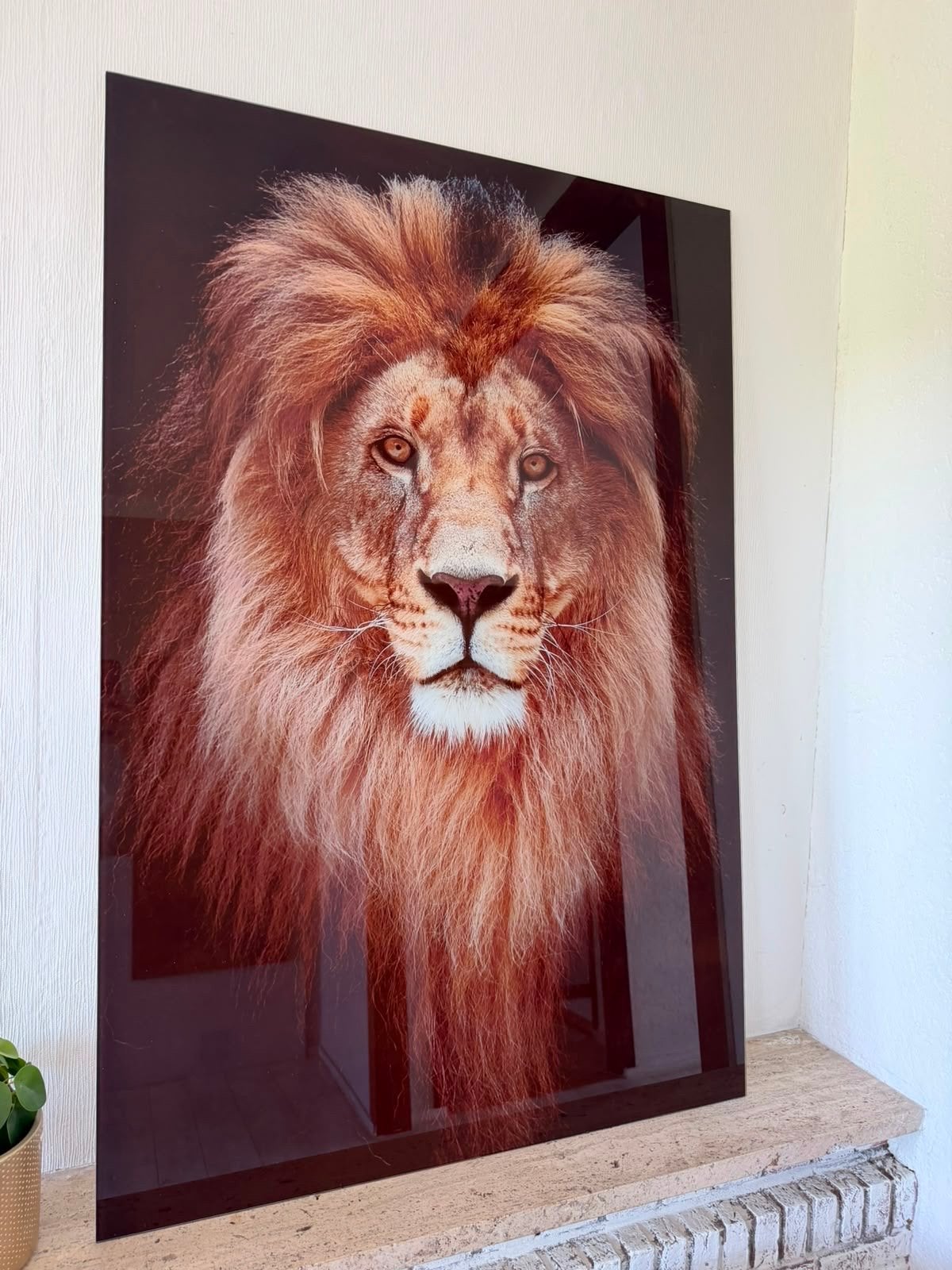 Leeuw op Plexiglas - Groot Formaat, Ophalen, 75 tot 100 cm, 75 – 100, Print