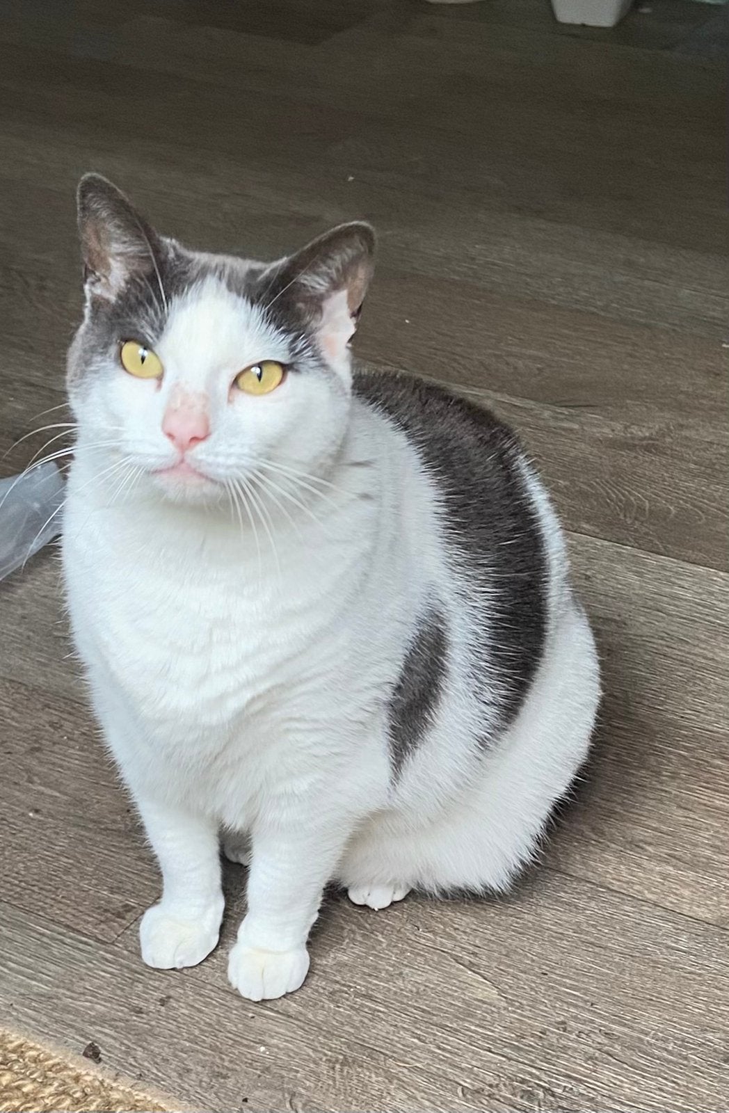 Poes Charlie, Dieren en Toebehoren, Katten en Kittens | Overige Katten, Poes, Kortharig, 3 tot 5 jaar