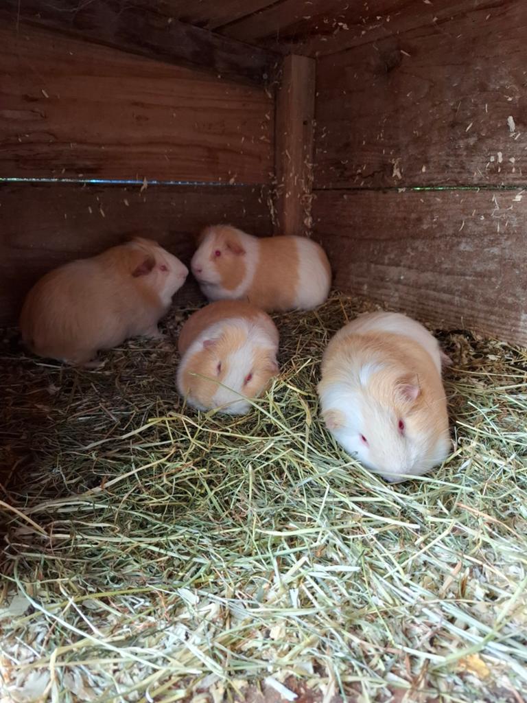 Cavia's (beertjes) Nog 2 beschikbaar, Juni, Mannelijk, Cavia
