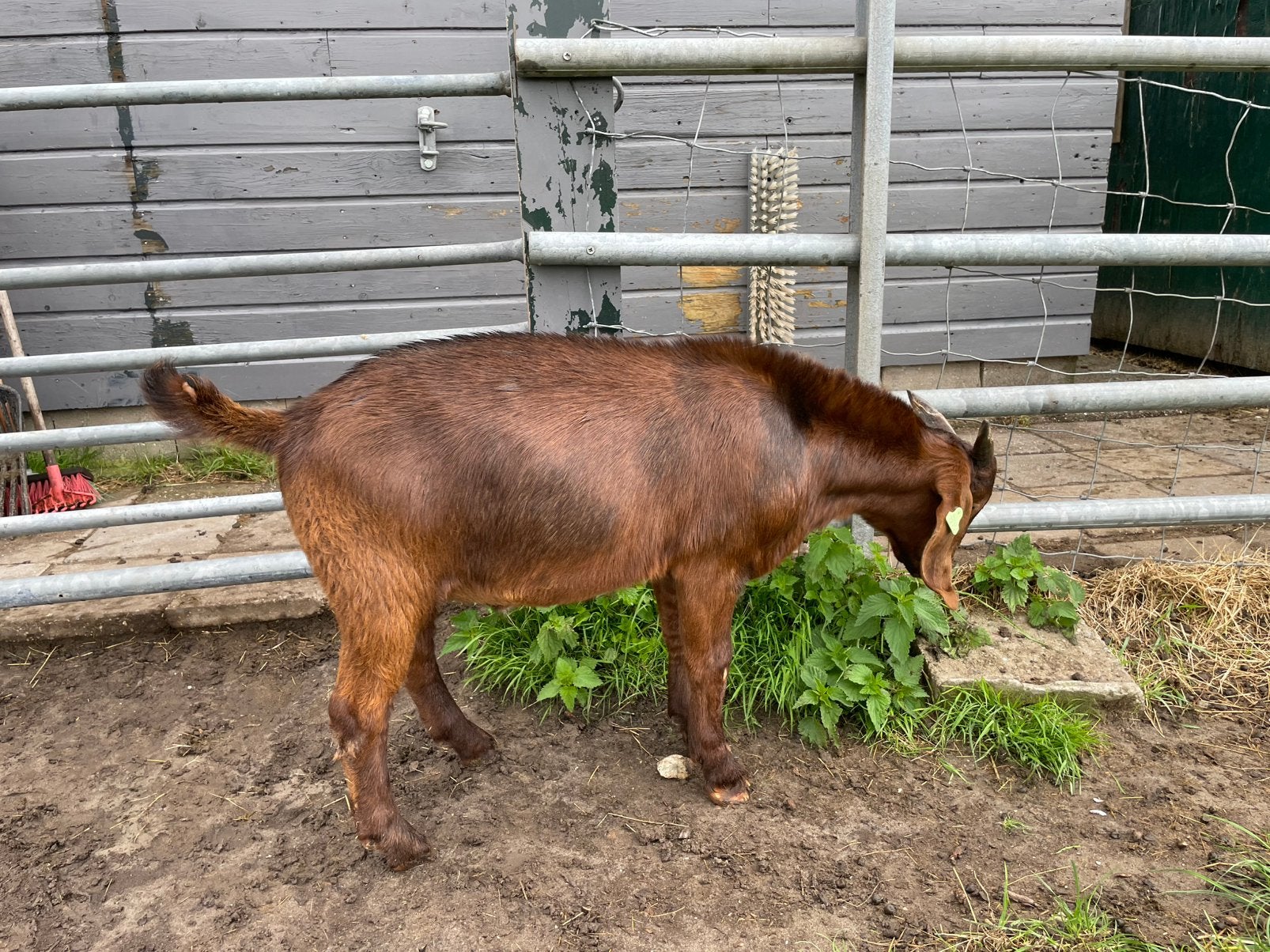 Mooie Red Kalahari bok met maanvlekken, Mannelijk, Geit, 0 tot 2 jaar